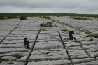 Sheshymore Limestone pavement exposes shallow water carbonates of the Brigantian, Slievenaglasha Formation. These classic kharstified exposures of tabular blocks of limestone pavement, Clints, are cut by vertical fractures, Grikes, which were widened by post glacial disolution (McNamara, & Hennessy, 2010). Fractures were intially established during Variscan folding (Coller, 1984).